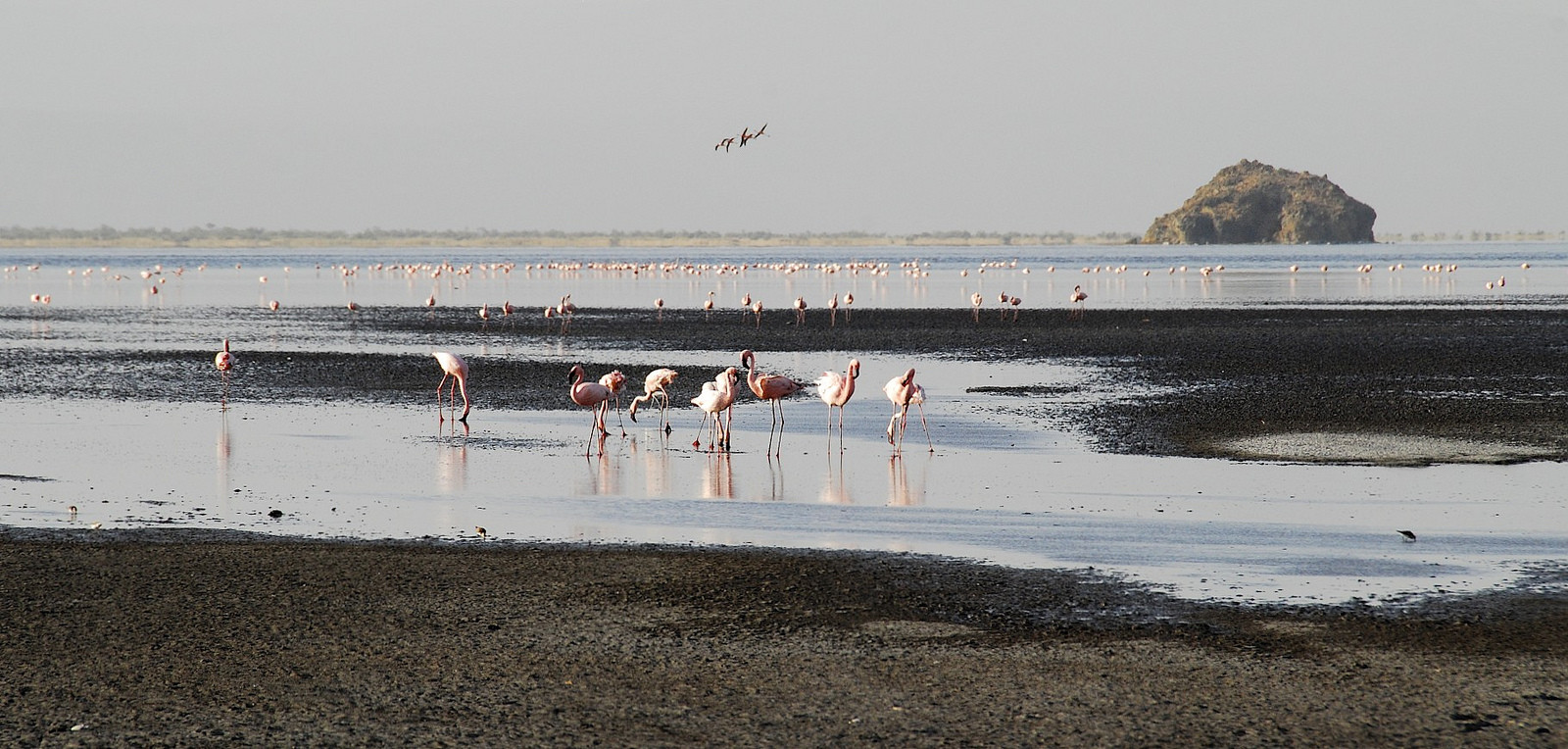 Фламинго на озере Натрон. Фото 3 – фотографии Танзании