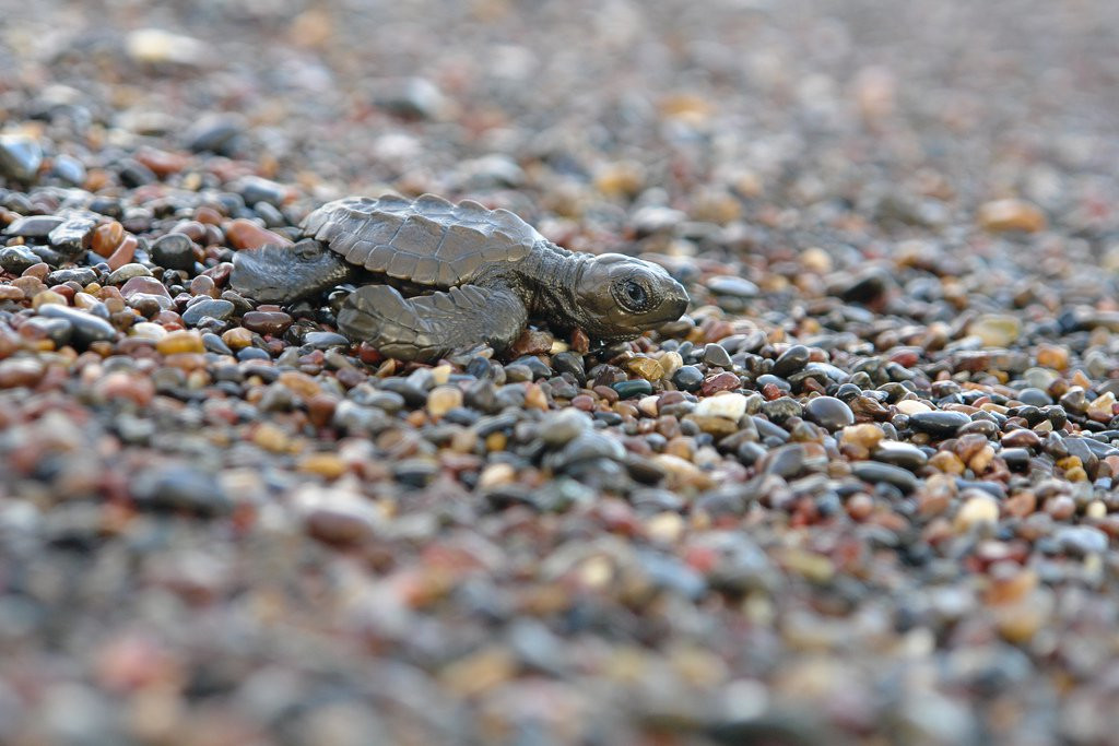 Плайя Лангоста, Гуанакасте провинция, Коста-Рика, фото № 39581 – фотографии Коста-Рики