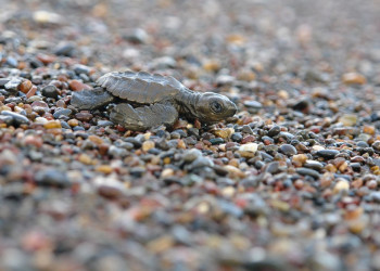 Плайя Лангоста, Гуанакасте провинция, Коста-Рика, фото № 39581 – фотографии Коста-Рики