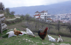 Курицы в Сандански, Болгария – фотографии Болгарии