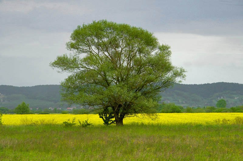 Природа в Лоньско поле, Хорватия. Фото 2 – фотографии Хорватии