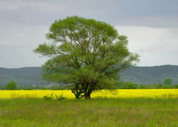 Природа в Лоньско поле, Хорватия. Фото 2 – фотографии Хорватии