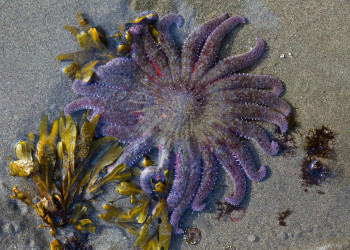 Пляж Ши-Ши в Национальном парке Олимпик. США. Фото 1 – фотографии США