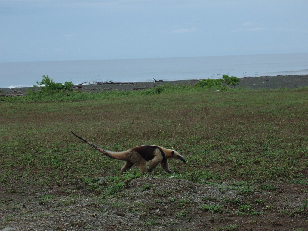 Корковадо Национальный Парк, Пунтаренас провинция, Коста-Рика, фото № 40509 – фотографии Коста-Рики