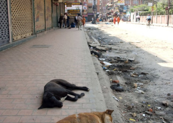 Собачки – фотографии Непала