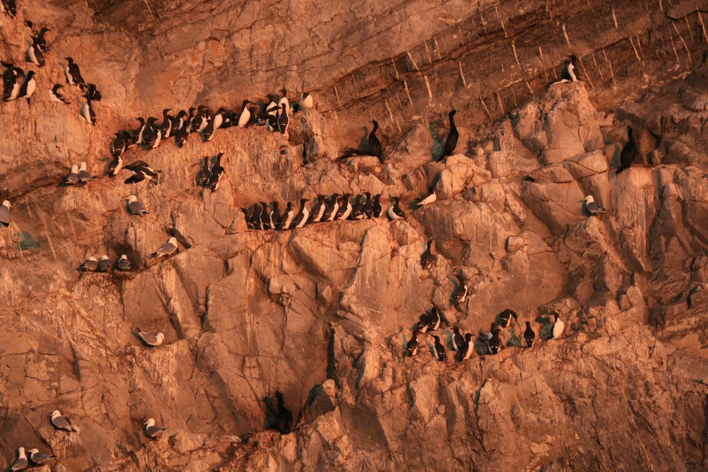 Остров Врангеля, Чукотка, Северный Ледовитый океан. Фото 1 – фотографии России