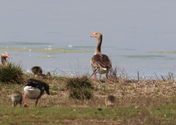 Национальный парк Нойзидлерзе-Зевинкель – фотографии Австрии