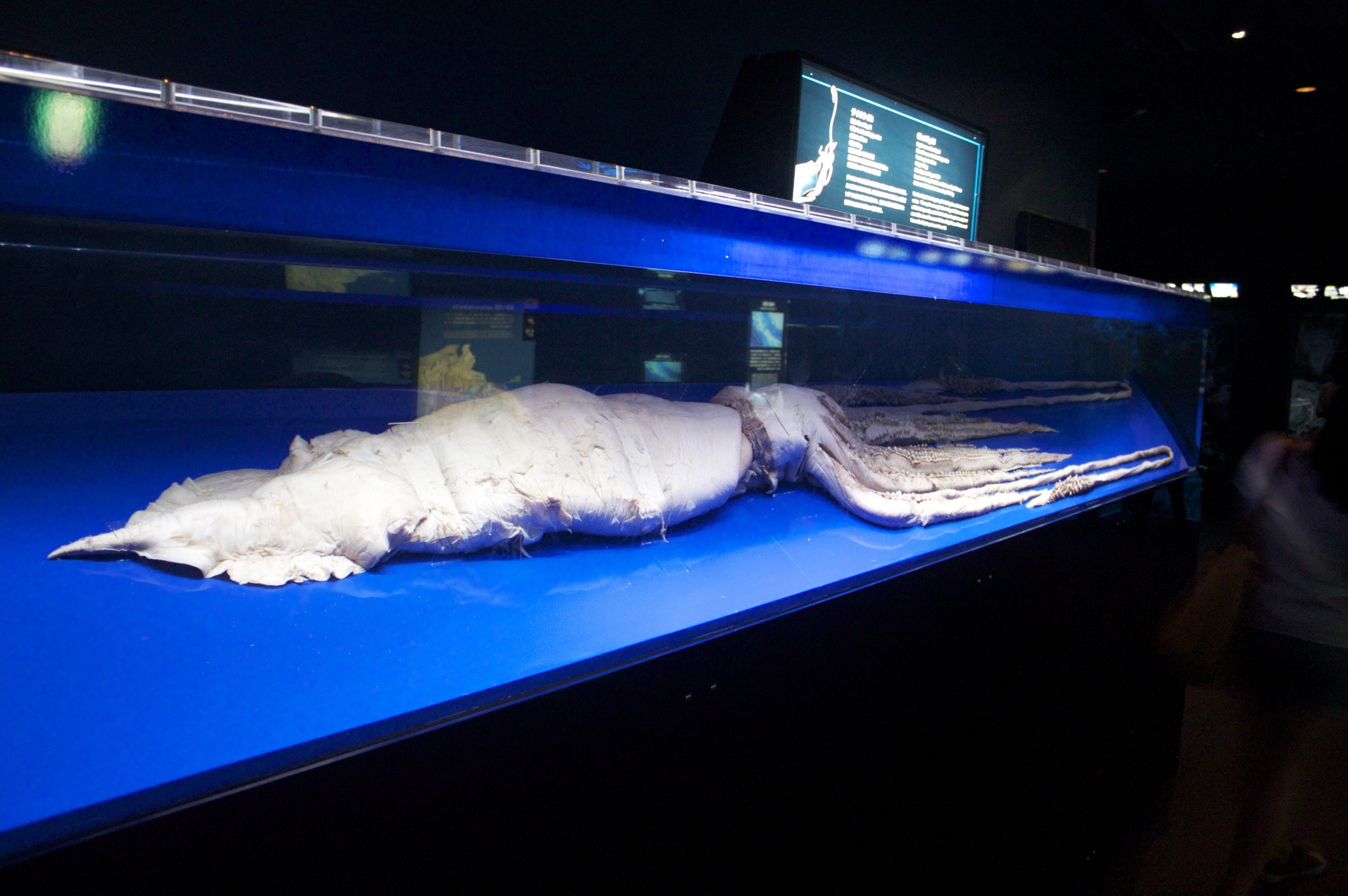 Гигантский кальмар в аквариуме в Окинаве – фотографии Японии