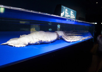 Гигантский кальмар в аквариуме в Окинаве – фотографии Японии