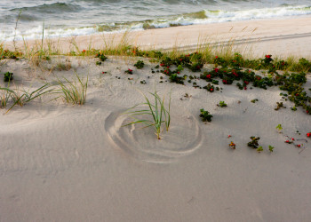 Балтийская коса, Россия. Фото 8 – фотографии России