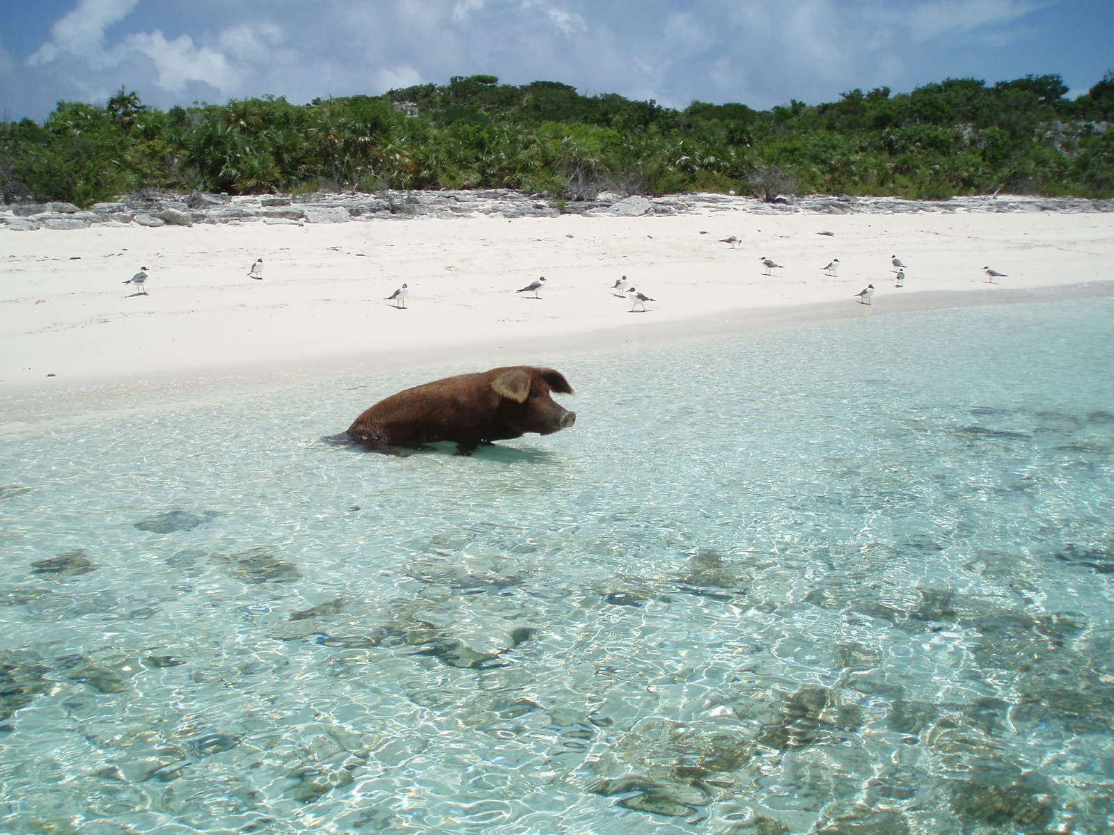 Экзотический пляж острова Эксума, Багамские острова. Фото 4 – фотографии Багамских островов