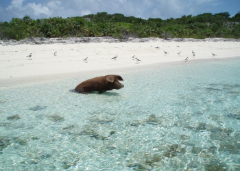 Экзотический пляж острова Эксума, Багамские острова. Фото 4 – фотографии Багамских островов