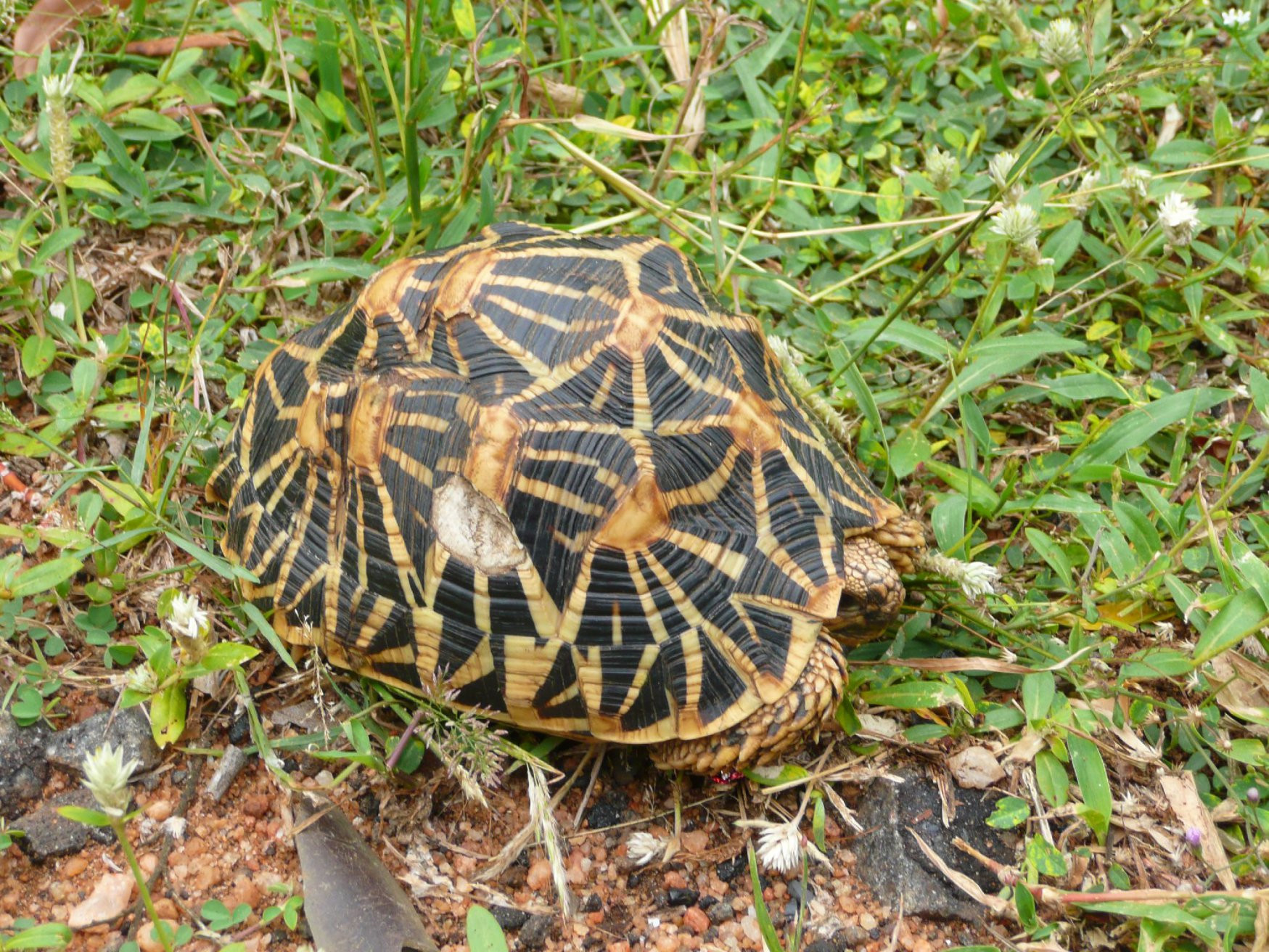Михинтале, Шри-Ланка, фото № 51842 – фотографии Шри-Ланки