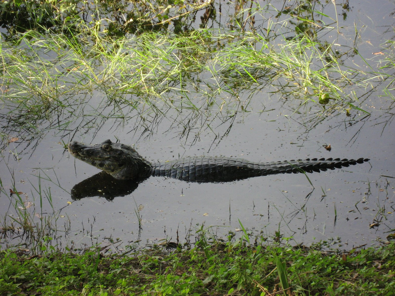 Пантанал, Бразилия, фото № 59745 – фотографии Бразилии