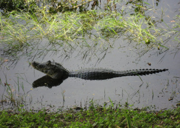 Пантанал, Бразилия, фото № 59745 – фотографии Бразилии