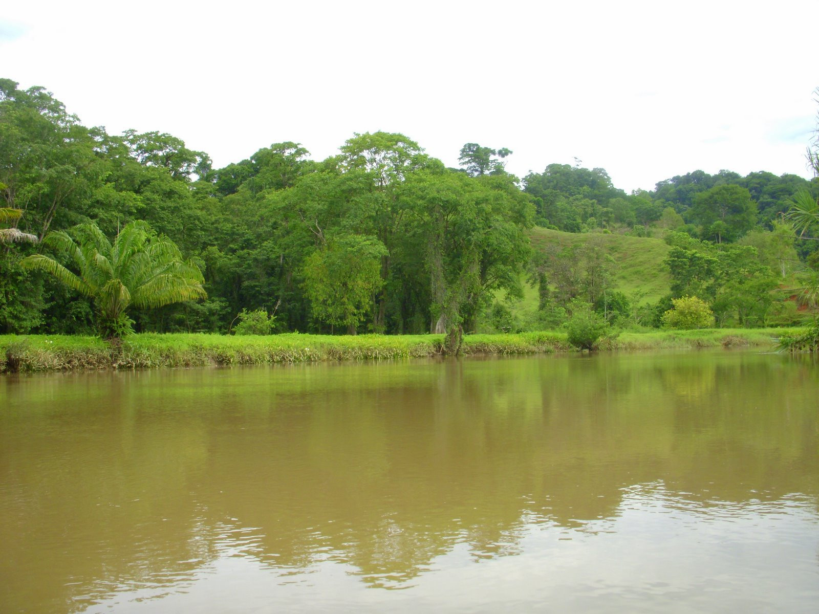 Гольфито, Пунтаренас провинция, Коста-Рика, фото № 40409 – фотографии Коста-Рики