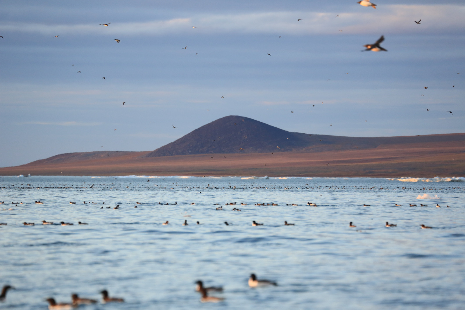 Остров Врангеля на Чукотке. Фото 2 – фотографии России