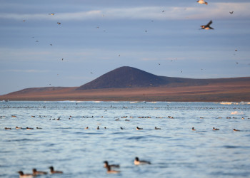 Остров Врангеля на Чукотке. Фото 2 – фотографии России