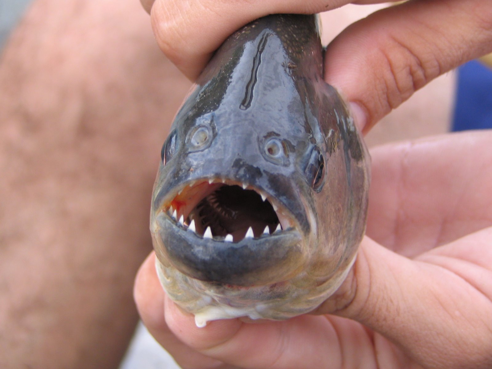 Пантанал, Бразилия, фото № 59747 – фотографии Бразилии