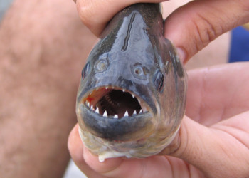 Пантанал, Бразилия, фото № 59747 – фотографии Бразилии