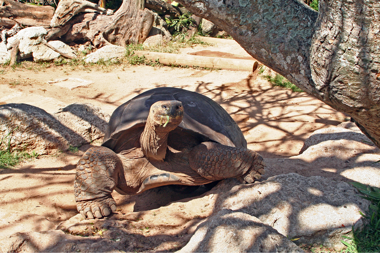 Зоопарк в районе Гамильтона. Фото 2 – фотографии Бермудских островов