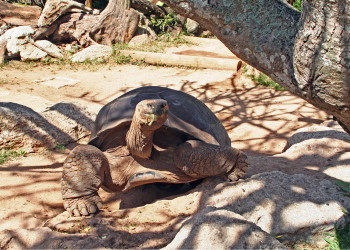 Зоопарк в районе Гамильтона. Фото 2 – фотографии Бермудских островов