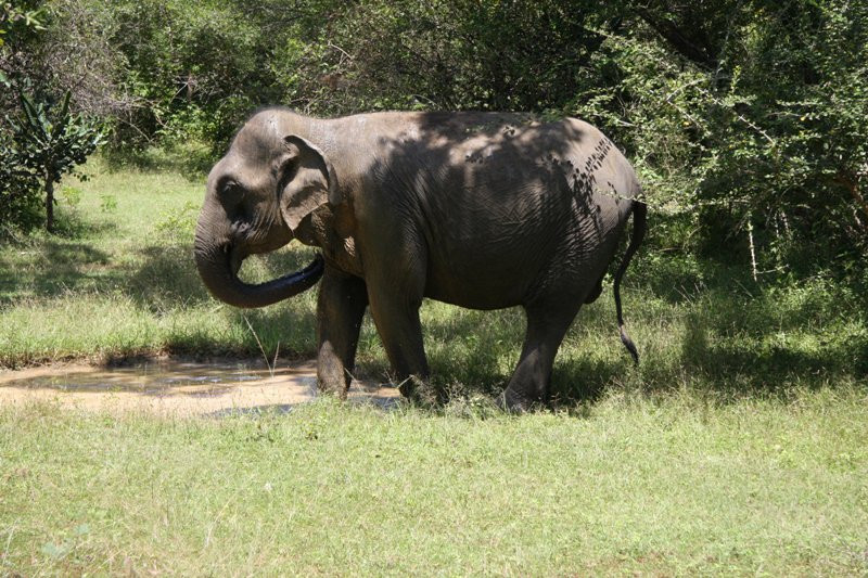 Яла Национальный Парк, Шри-Ланка, фото № 52692 – фотографии Шри-Ланки