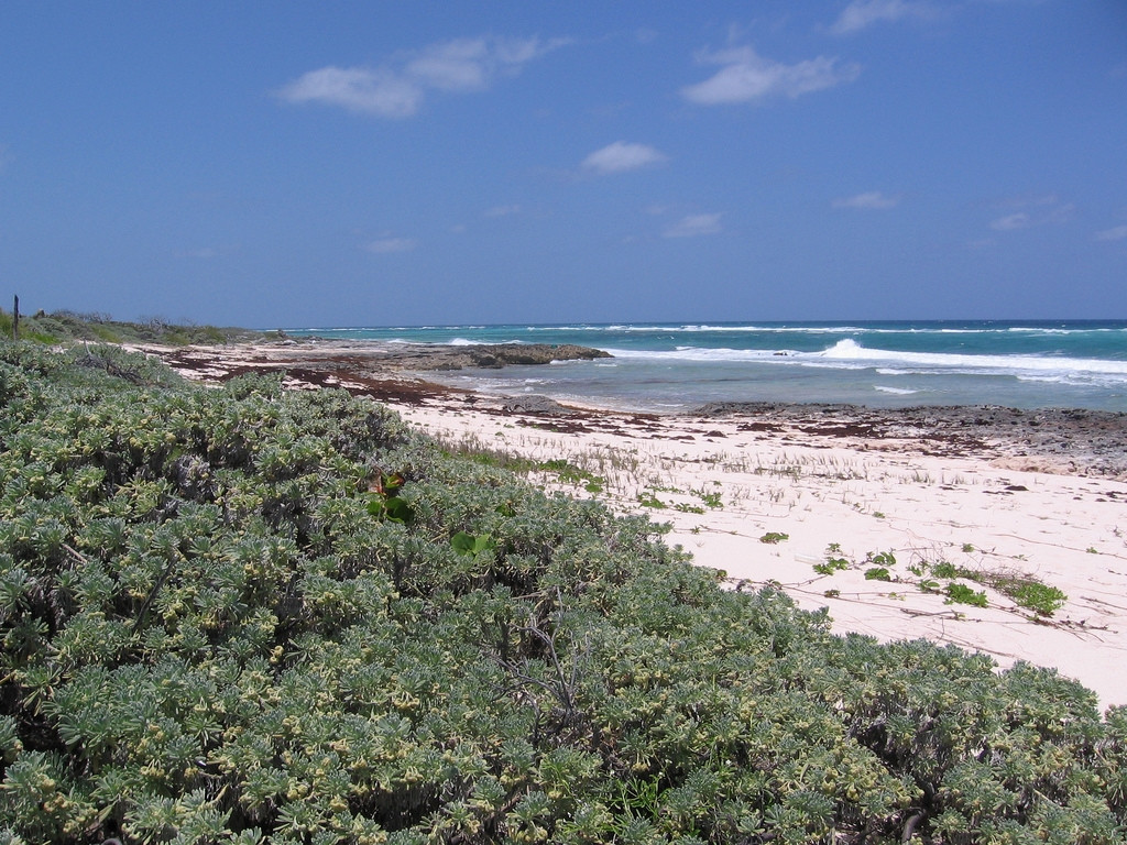 Природа в Кэт Айленд, Багамские острова. Фото 1 – фотографии Багамских островов