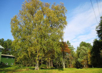 Природа острова Кий, Россия. Фото 8 – фотографии России