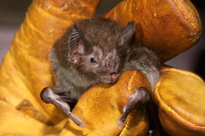 Французская Гвиана, фото № 2113 – фотографии Французской Гвианы