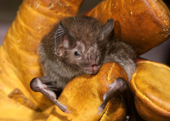 Французская Гвиана, фото № 2113 – фотографии Французской Гвианы