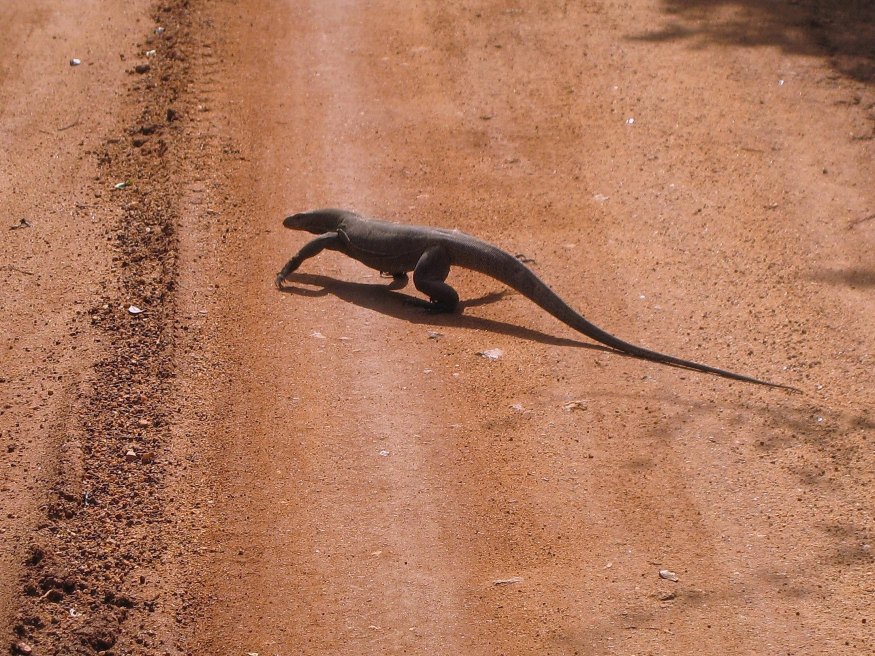 Яла Национальный Парк, Шри-Ланка, фото № 52698 – фотографии Шри-Ланки