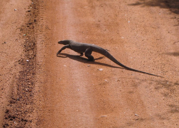 Яла Национальный Парк, Шри-Ланка, фото № 52698 – фотографии Шри-Ланки