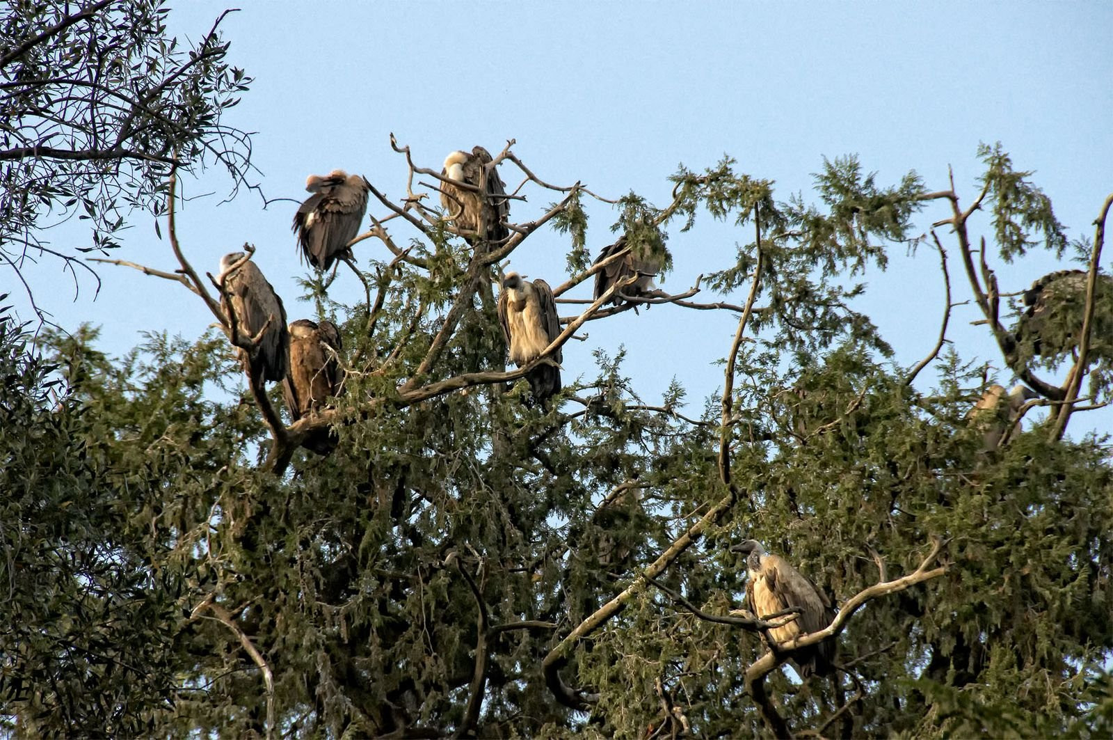 Птички – фотографии Эфиопии