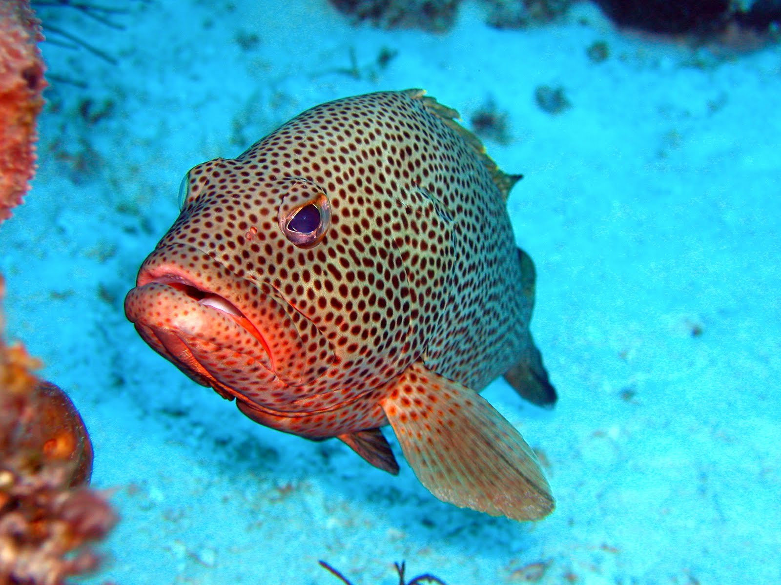 Тёркс и Кайкос, фото № 4100 – фотографии Тёркс и Кайкос