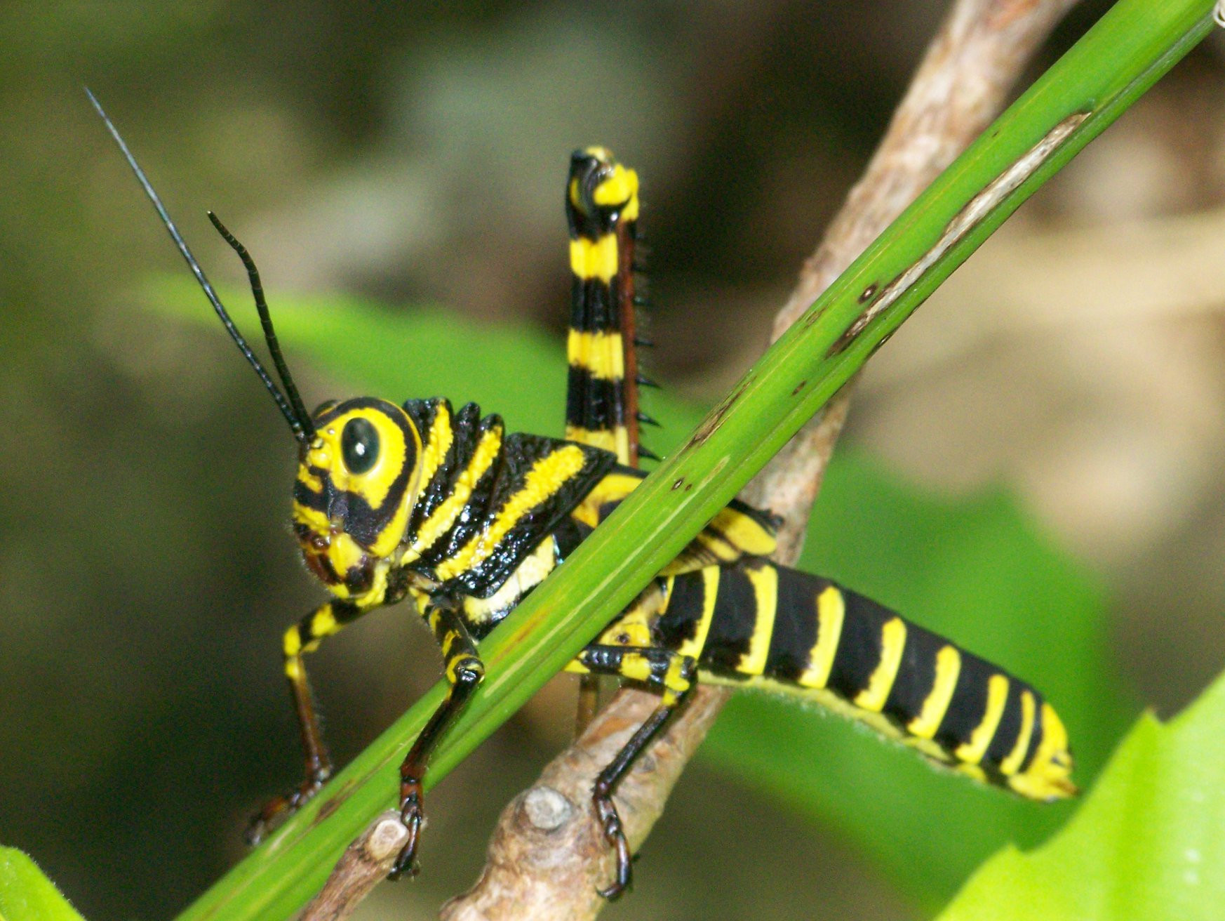 Санта Роза Национальный Парк, Гуанакасте провинция, Коста-Рика, фото № 39313 – фотографии Коста-Рики