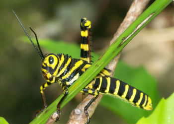 Санта Роза Национальный Парк, Гуанакасте провинция, Коста-Рика, фото № 39313 – фотографии Коста-Рики