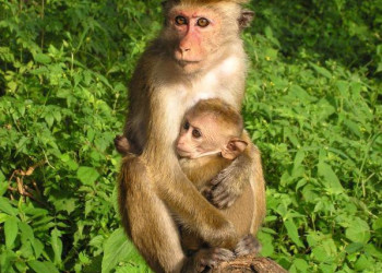 Дамбулла, Шри-Ланка, фото № 51028 – фотографии Шри-Ланки