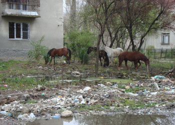 Лошади в Гагра, Абхазия – фотографии Абхазии