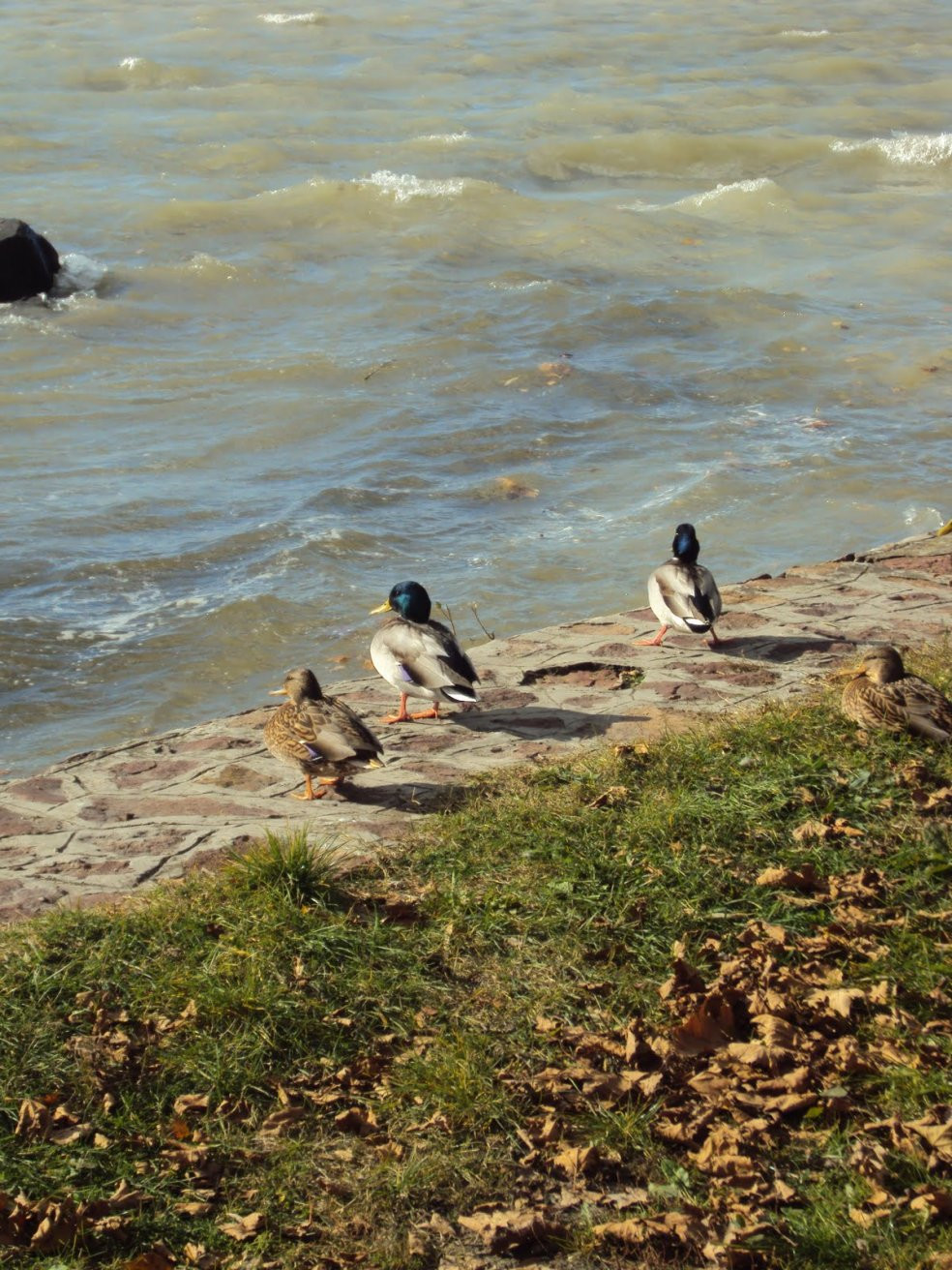 Балатонфёльдвар, Балатон озеро, Венгрия, фото № 69803 – фотографии Венгрии