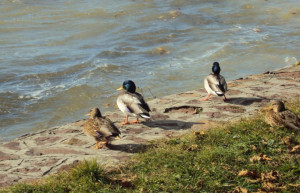 Балатонфёльдвар, Балатон озеро, Венгрия, фото № 69803 – фотографии Венгрии