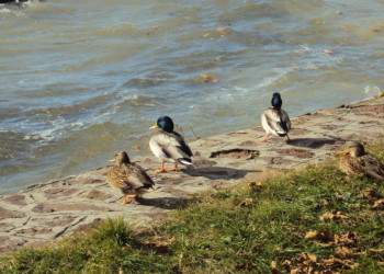 Балатонфёльдвар, Балатон озеро, Венгрия, фото № 69803 – фотографии Венгрии