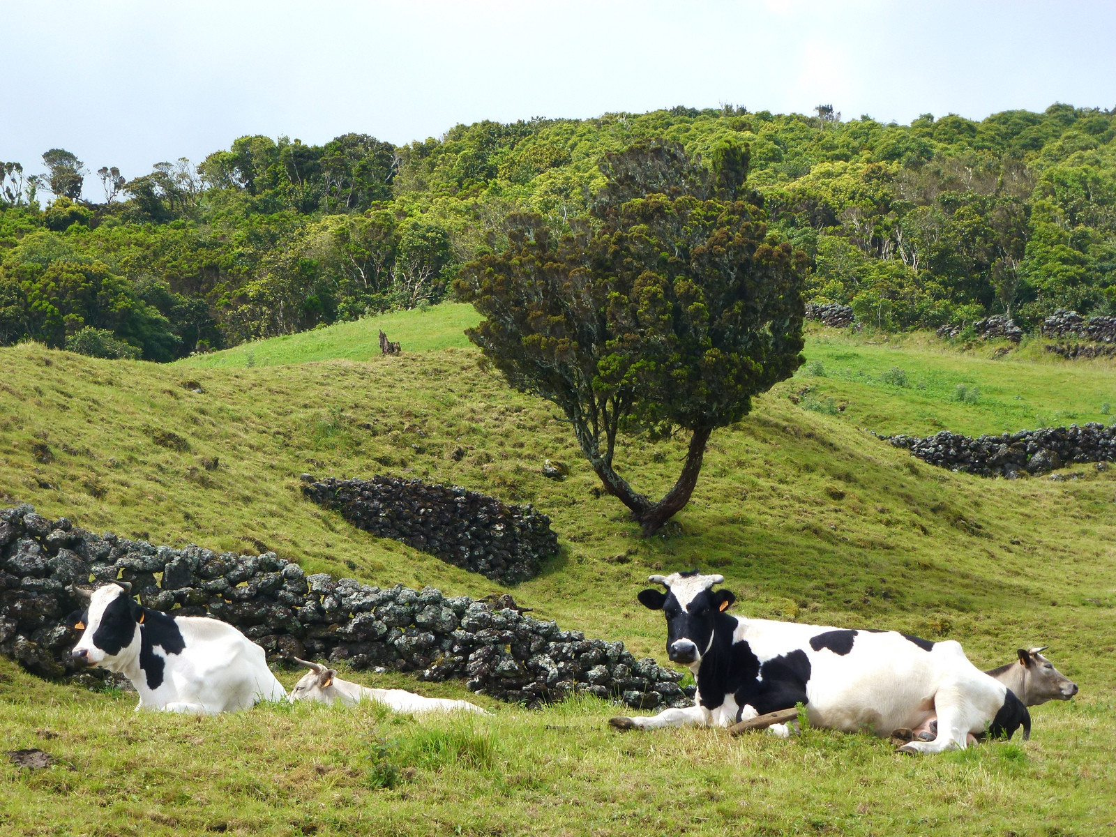 Коровы на острове Пику (Азорские острова) – фотографии Португалии
