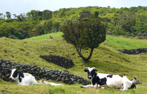 Коровы на острове Пику (Азорские острова) – фотографии Португалии