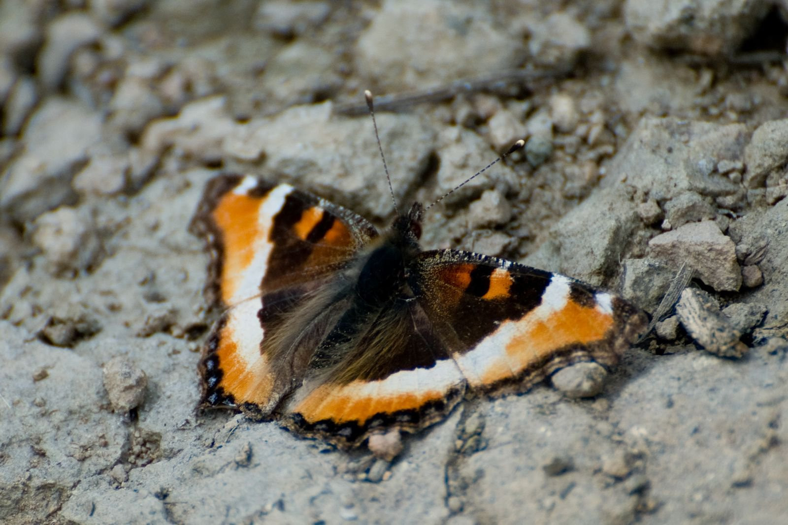 Йеллоустоун Национальный Парк, Вайоминг штат, США, фото № 67732 – фотографии США
