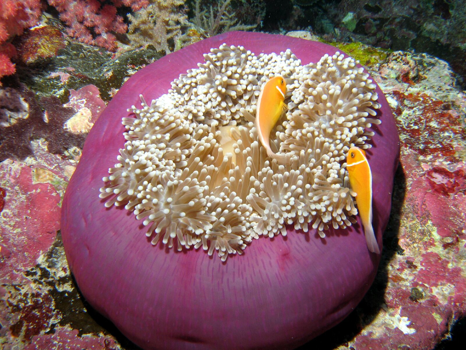 Подводный мир Палау. Фото 1 – фотографии Палау