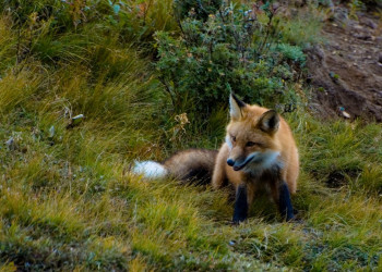 Аляска штат, США, фото № 67695 – фотографии США