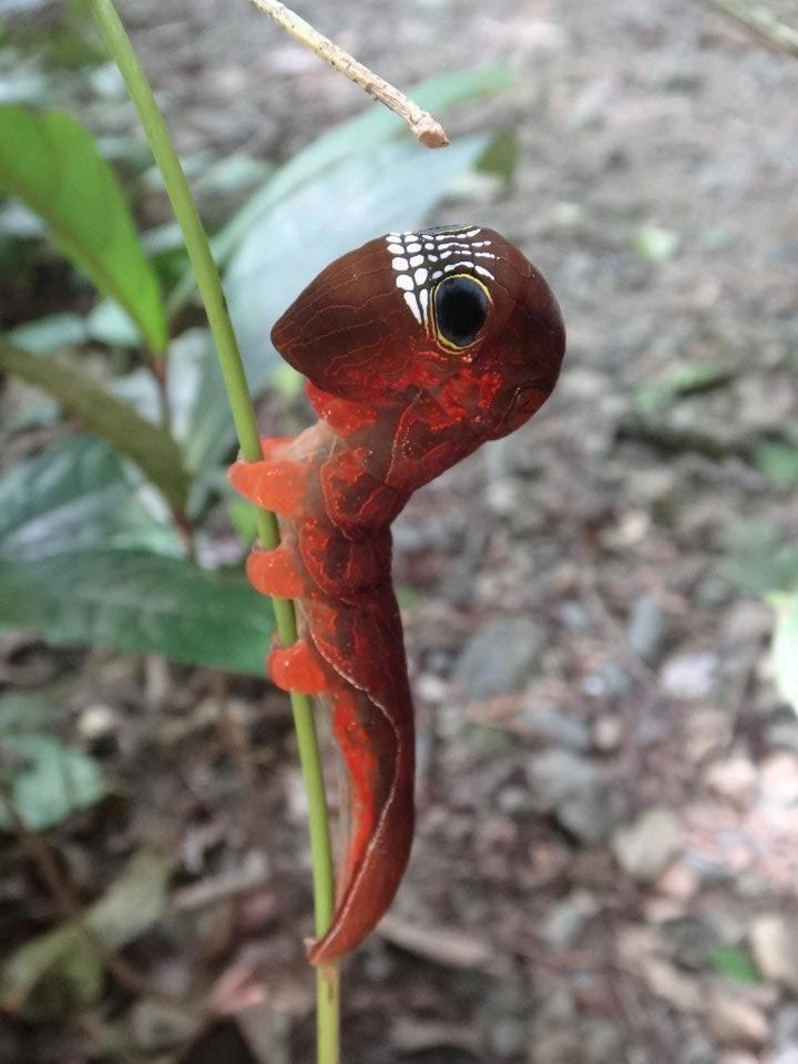 Личинка бабочки ленточницы подвида Phyllodes imperialis. Фото 4 – фотографии Австралии