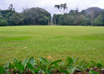 Ботанический сад в Перадении на Шри-Ланке. Фото 2 – фотографии Шри-Ланки