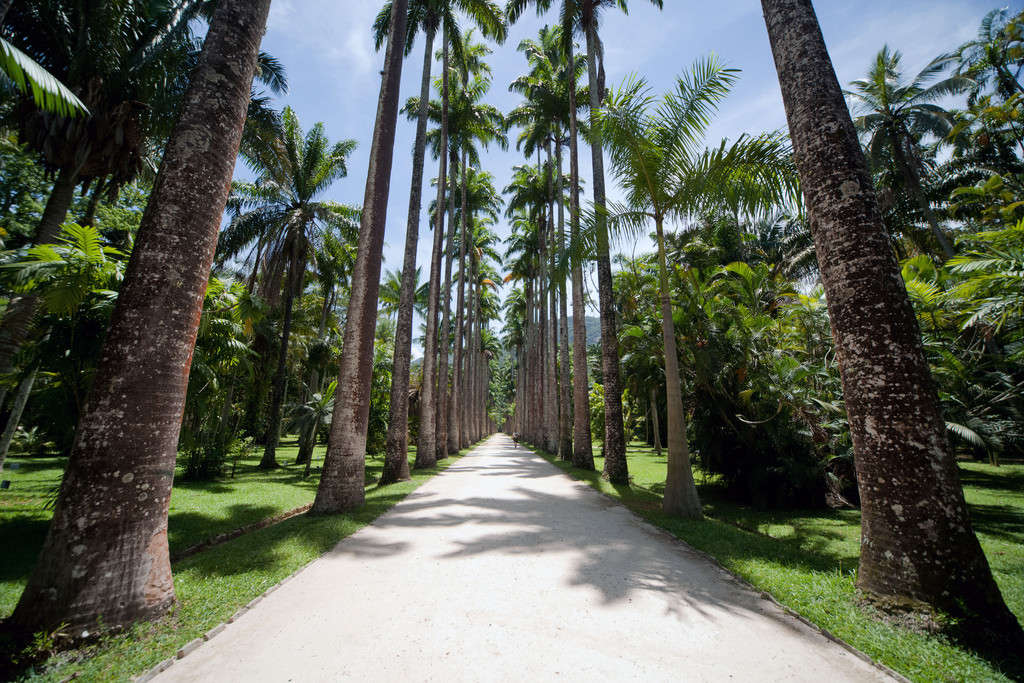 Аллея пальм в Ботаническом саду Рио – фотографии Бразилии